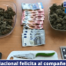 Un vigilante detiene a un hombre con mariguana, quif, un cuchillo y 700 euros cerca del Palma …