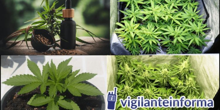 Todo sobre la plantación de cbd en España